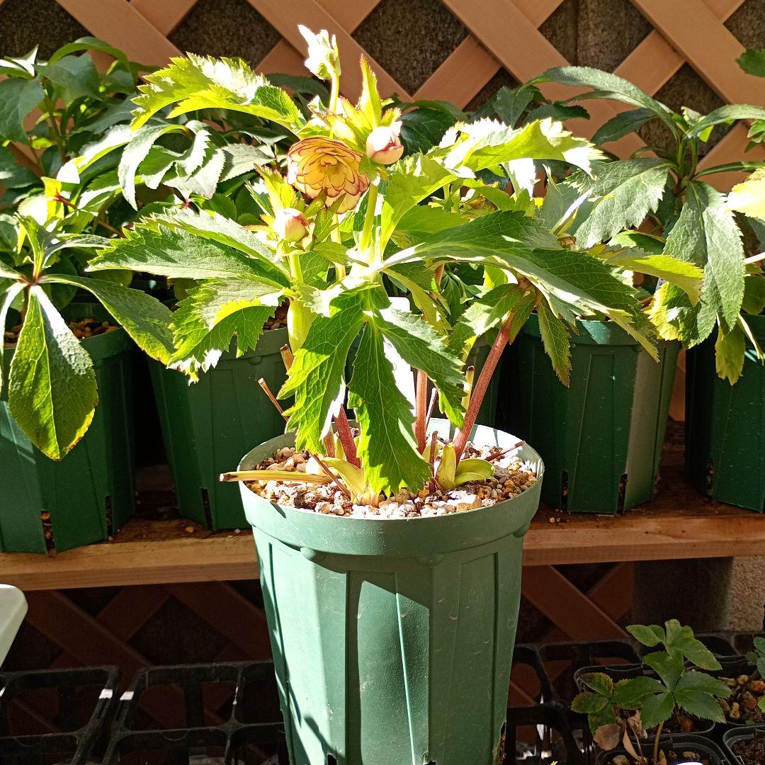 クリスマスローズ　超小輪多花性ddイエローピコティ（フレグランス交配）