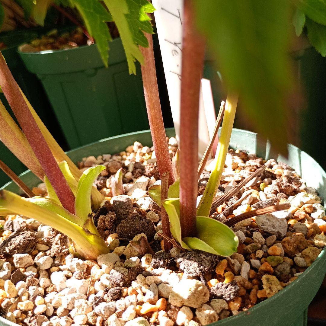 クリスマスローズ　超小輪多花性ddイエローピコティ（フレグランス交配）