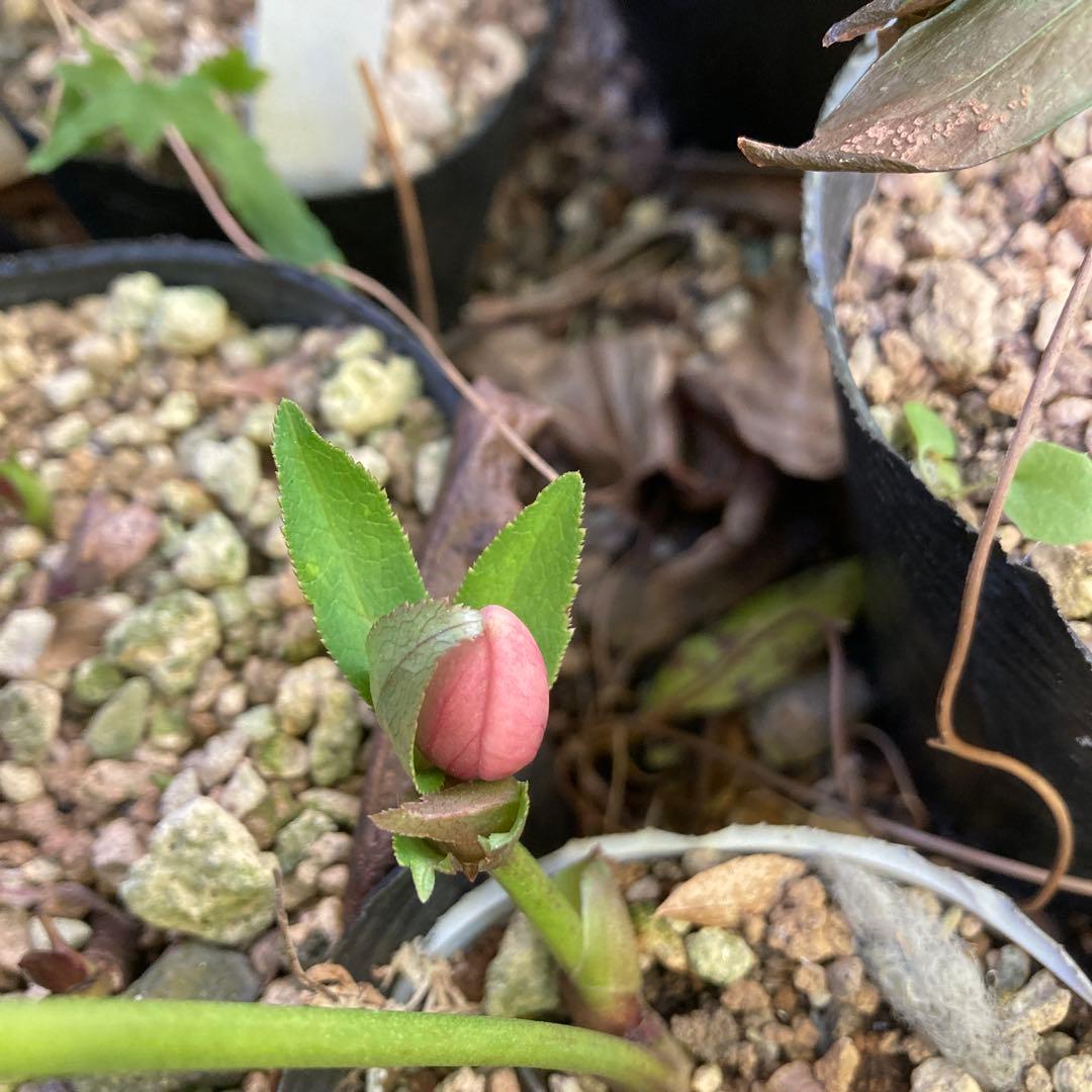 クリスマスローズ　小輪多花ピンク　株分け前提