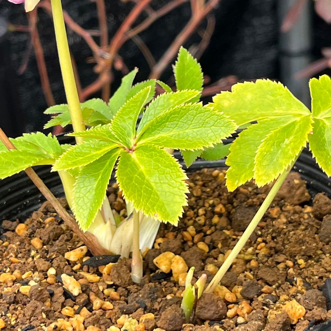 3152専用ポット発送メルカリ便☘️超目玉☘️⭐️希少⭐️ 【❤️極上❤️小輪❤️蜃気楼】