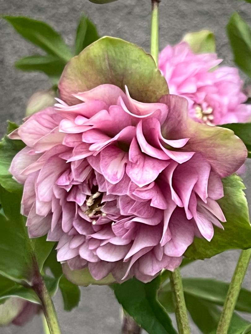 クリスマスローズ　超多弁