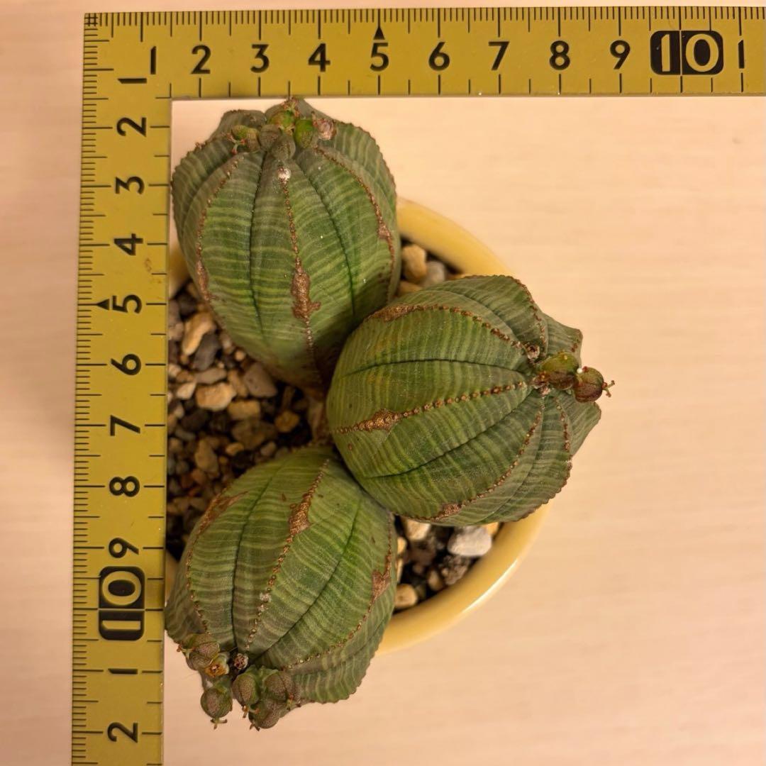 よ*ね様 ユーフォルビア オベサ 3頭 トリプルヘッド