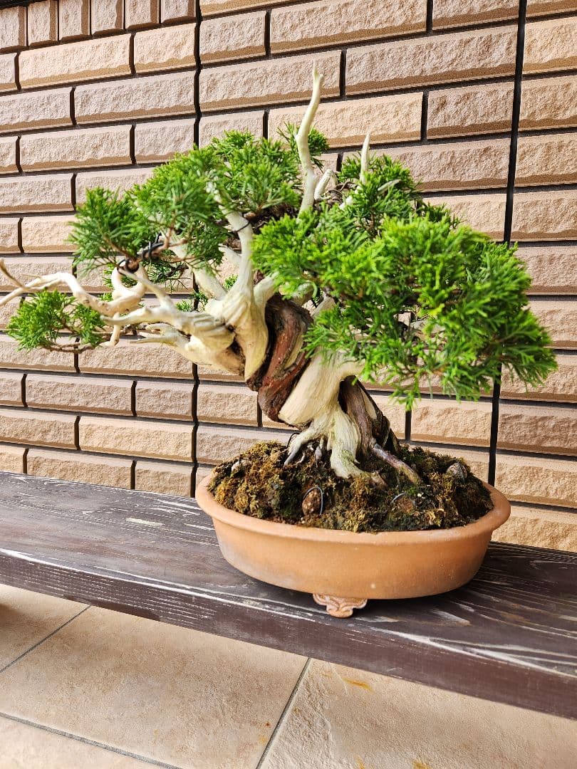 盆栽　真柏　盆栽鉢　苔