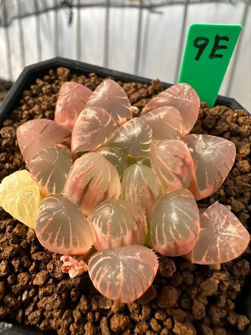 9E 多肉植物 ハオルチア 小葉紫オブツーサ錦糊斑