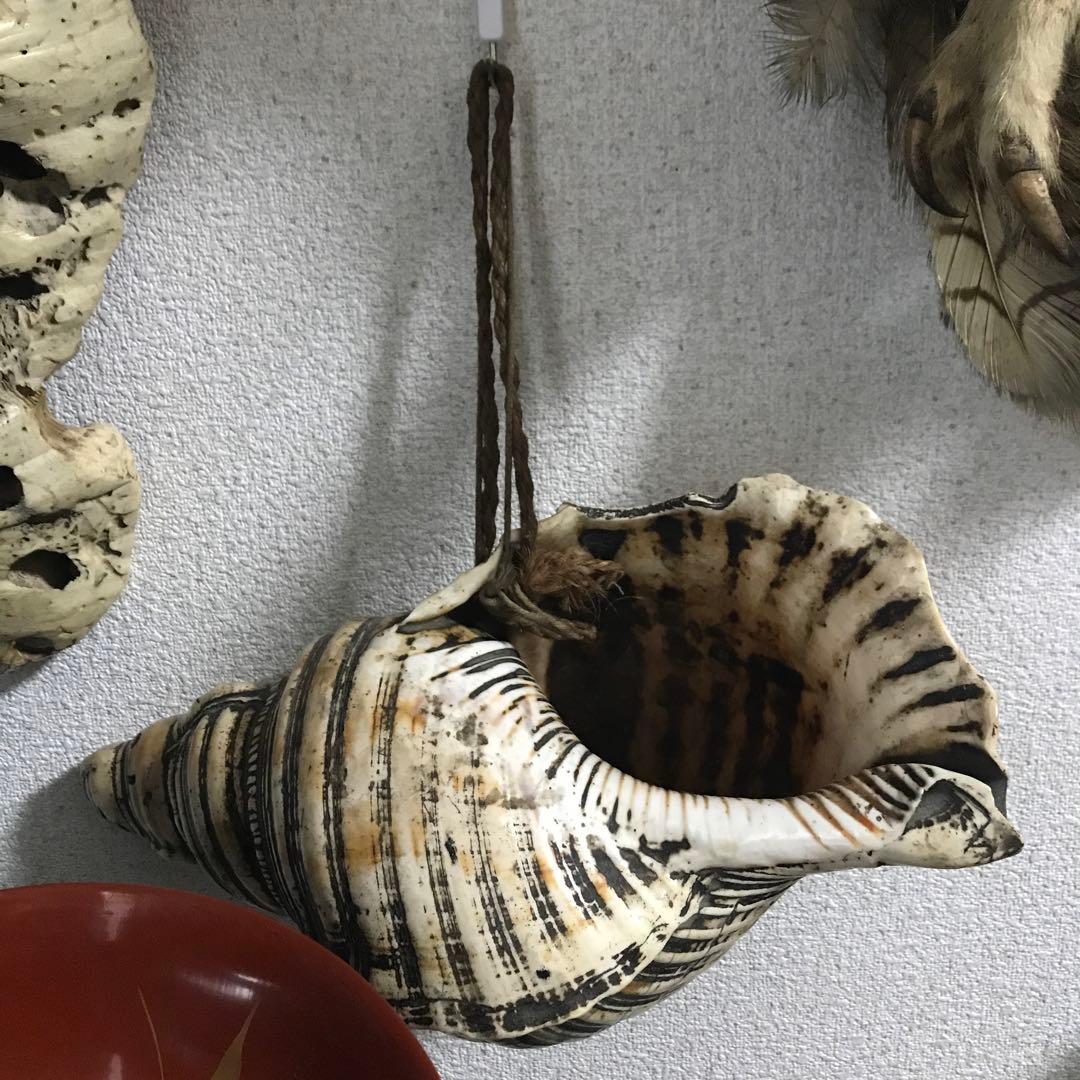 法螺貝　ホラガイ　修験道　山伏　マタギ　標本　貝殻