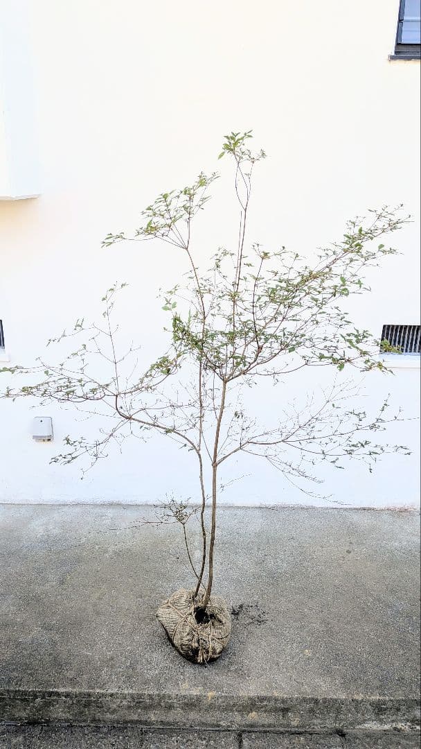 鮮美透涼。山採りヤマツツジ。