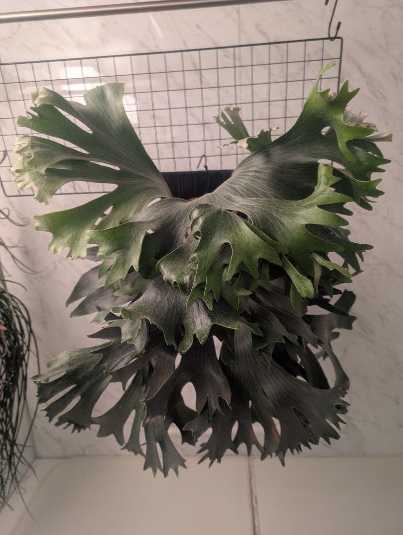 ビカクシダ Has胞子 sp