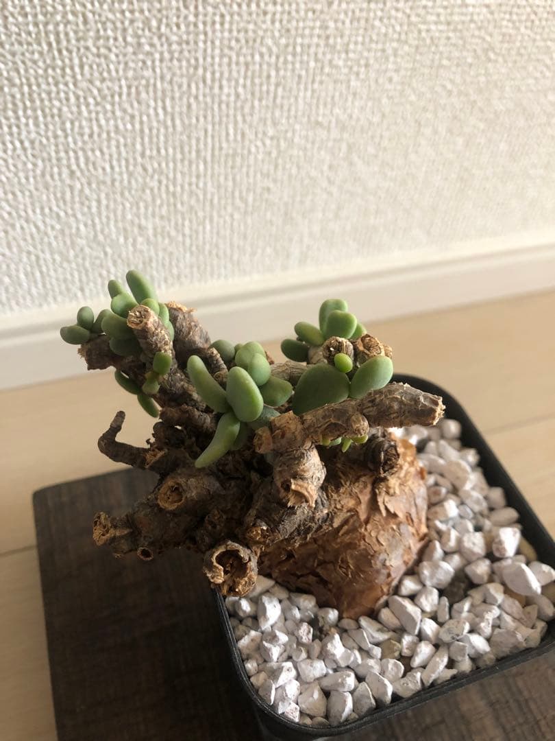 【塊根植物】ケラリアピグマエア現地株発根済み②Shun