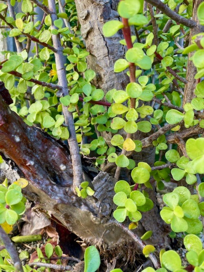 直接引取■大木ポーチュラカリア・アフラ/165cm/庭木や地植えにも■多肉質の葉