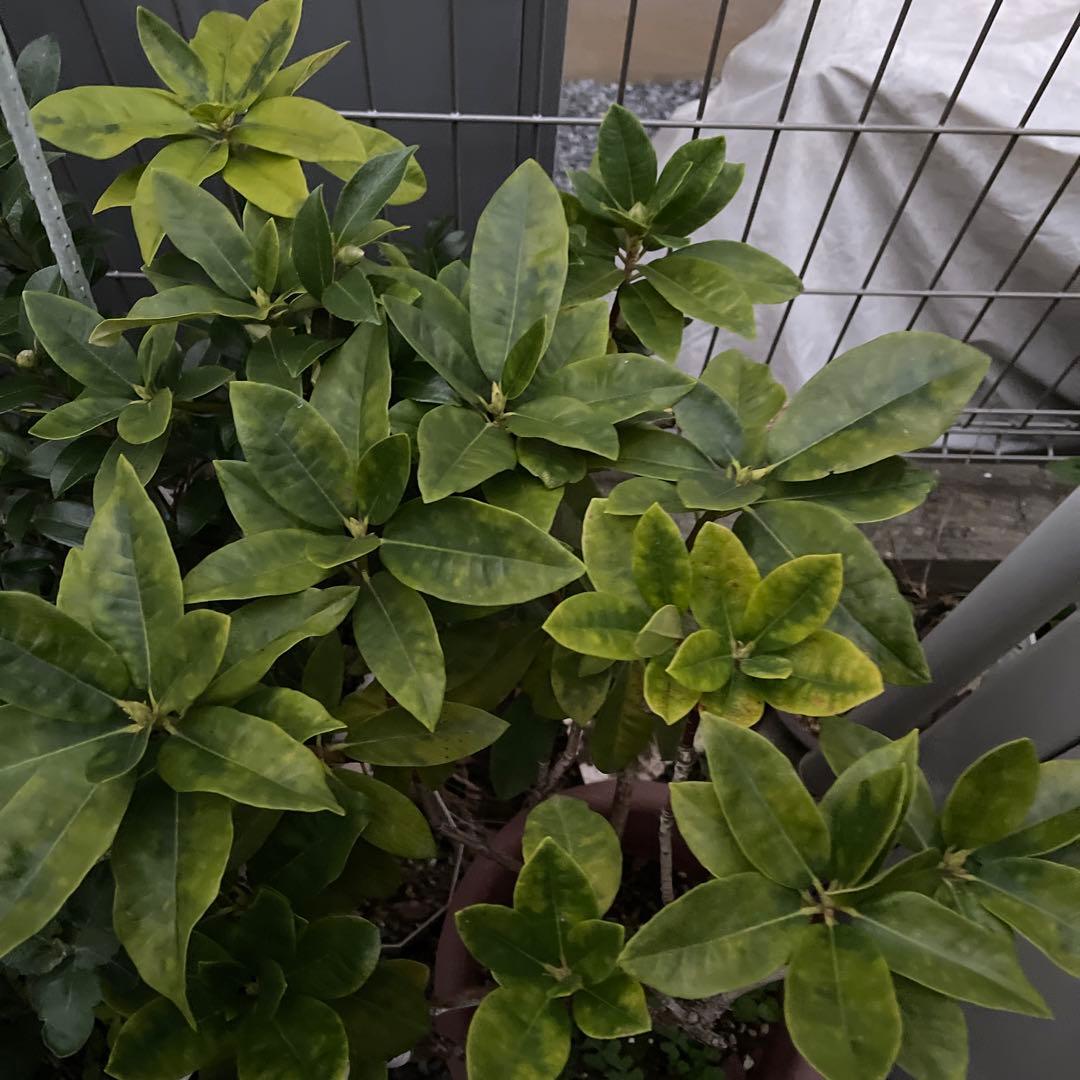 西洋シャクナゲ　石楠花 9号鉢　蕾付き　5年生