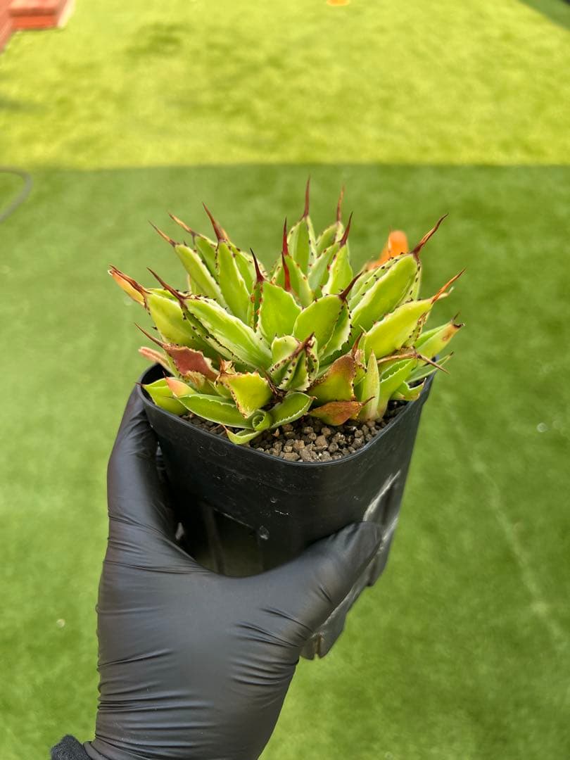 アガベ キュービック錦 白覆輪 子株5株以上付き