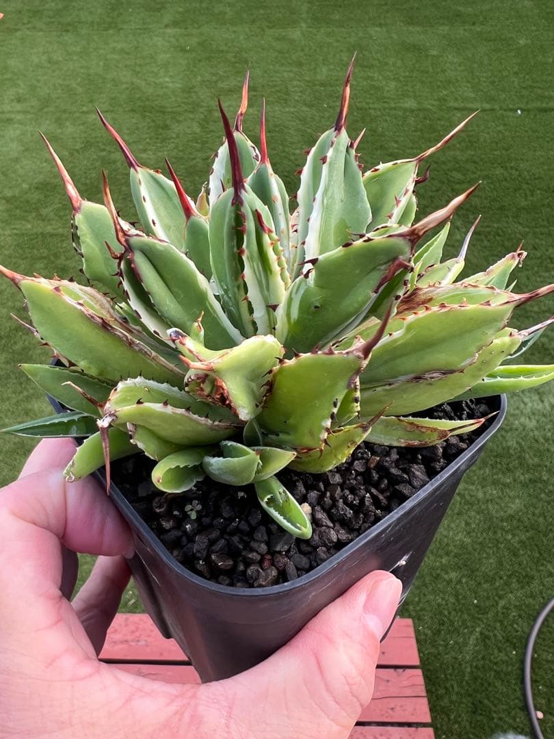 アガベ キュービック錦 白覆輪 子株5株以上付き