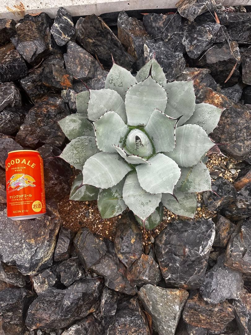 m*️様 アガベ　パリー　トランカータ　ハンティントン　吉祥天