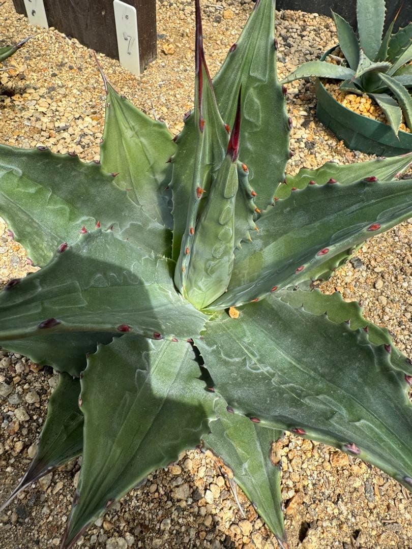 フラワー・ガーデニング Agave montana 'Lime Flash' 67