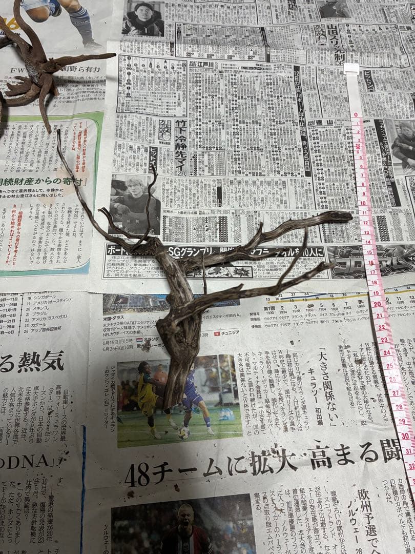 【沈下処理済み】ブラックスマトラブランチウッド