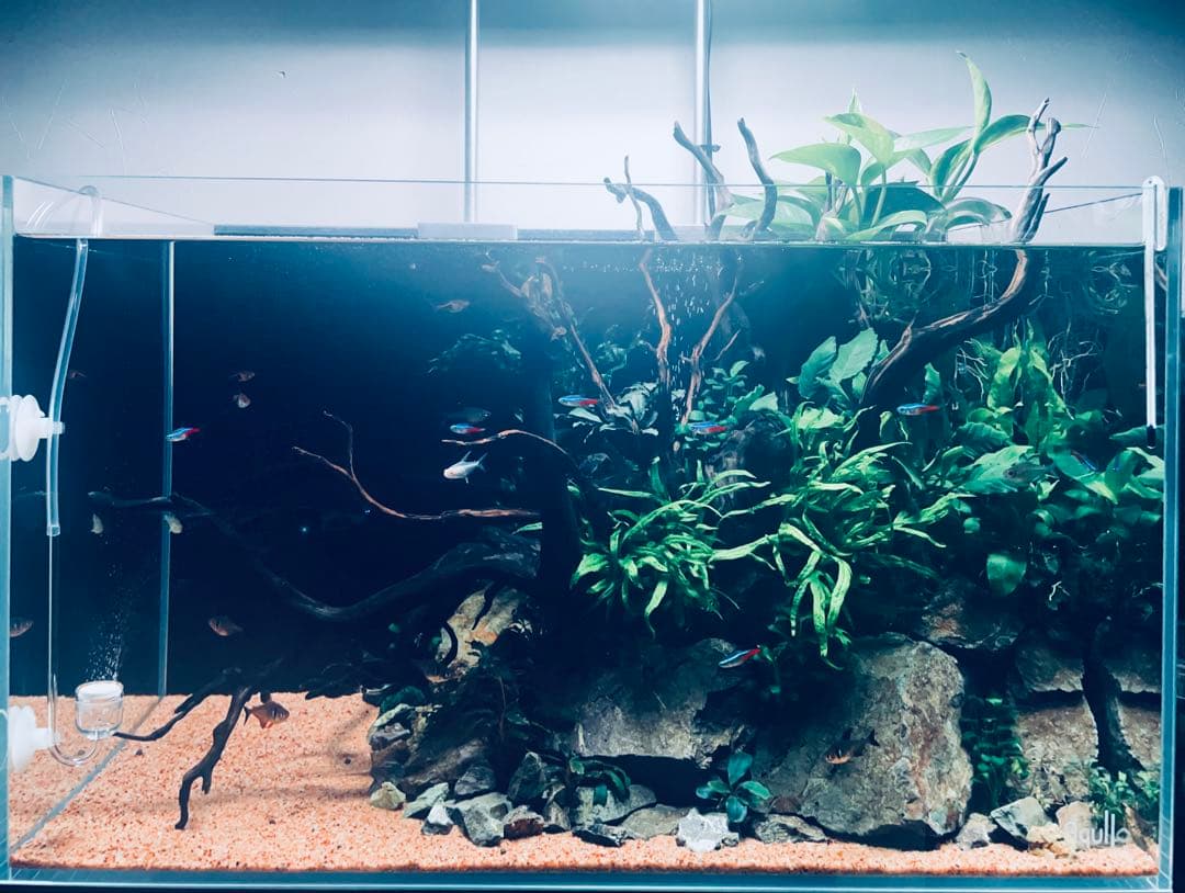 【沈下処理済み】ブラックスマトラブランチウッド