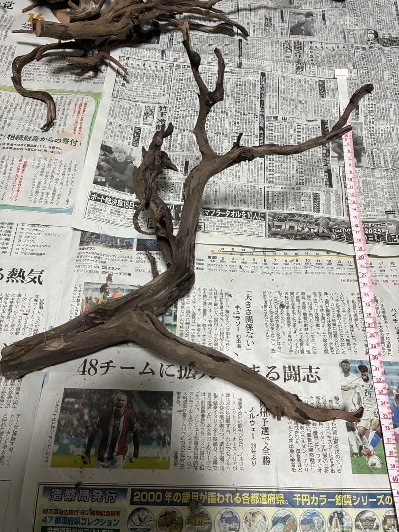 【沈下処理済み】ブラックスマトラブランチウッド