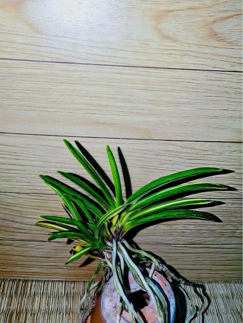 富貴蘭「紫織」（赤花の白黄縞種極上柄株立ち）