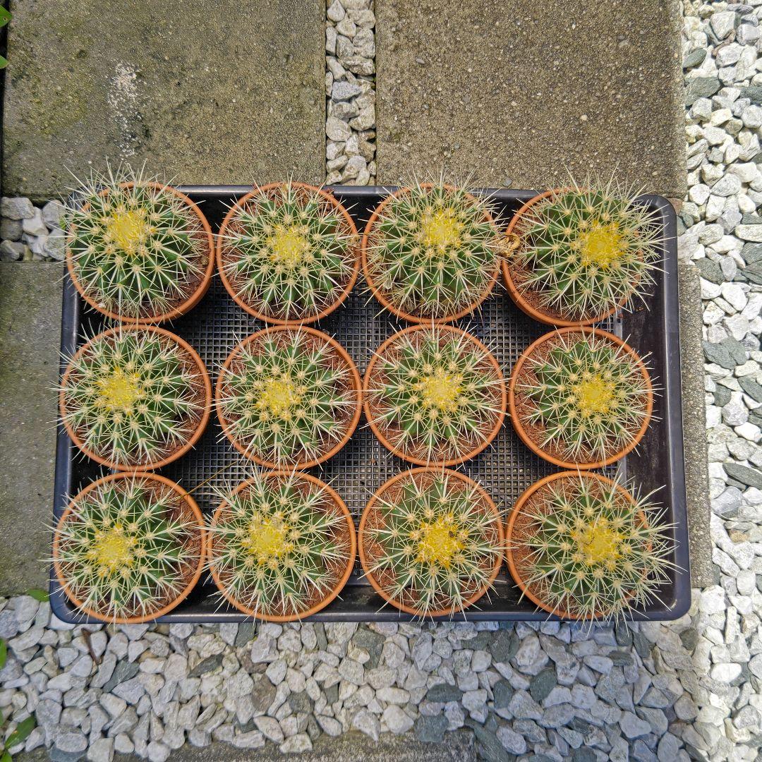 きのこページ　赤鳳8号　１点　と　金鯱４号　２点