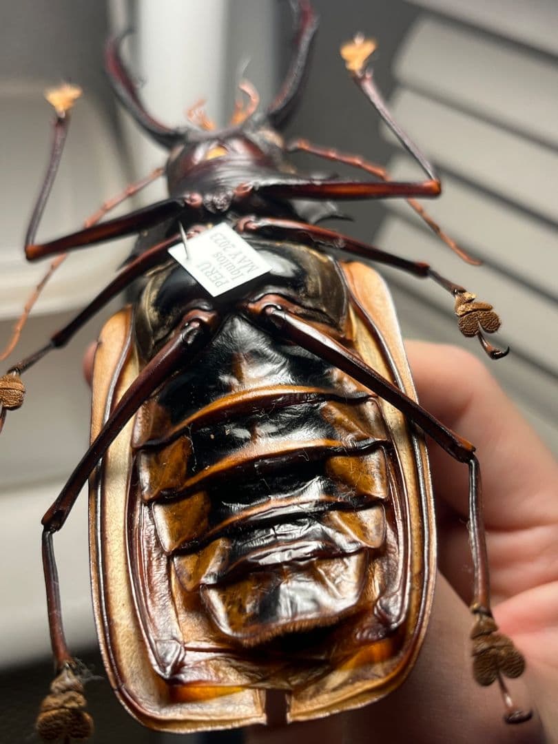 【150mm】オオキバウスバカミキリ標本 Macrodontia 昆虫標本