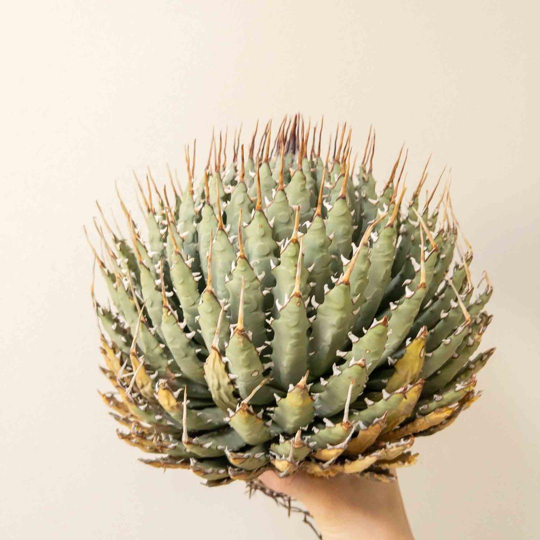 【目玉商品】 ユタエンシス エボリスピナ 現地株 ベアルート 陽炎 アガベ