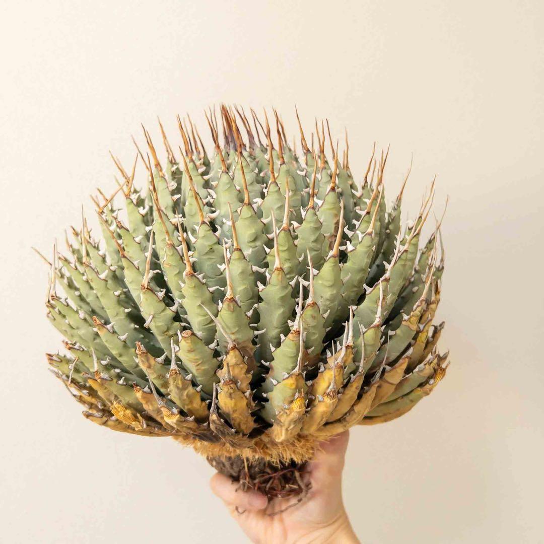 【目玉商品】 ユタエンシス エボリスピナ 現地株 ベアルート 陽炎 アガベ