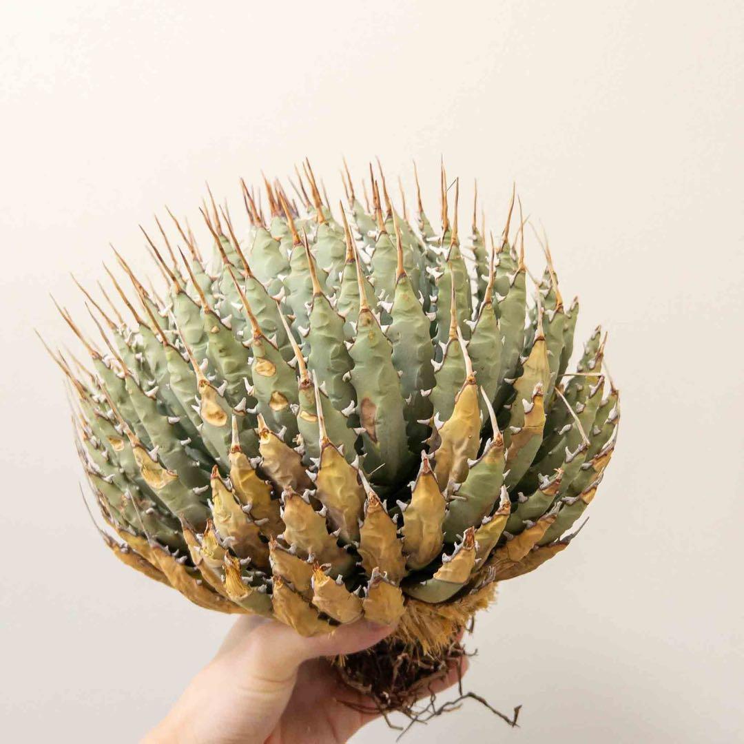 【目玉商品】 ユタエンシス エボリスピナ 現地株 ベアルート 陽炎 アガベ