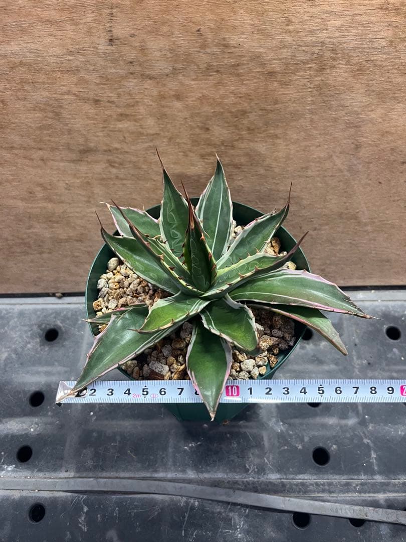 アガベ　モンタナ　錦　白覆輪　（検　ティファニー　パリー