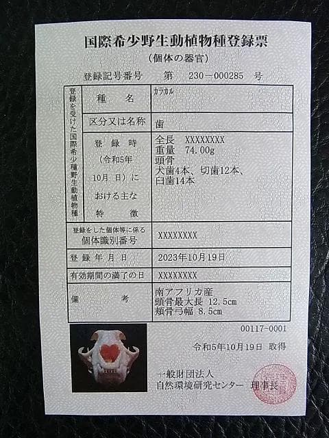 ★貴重！特大！　カラカル　頭骨 No.4　※登録票付