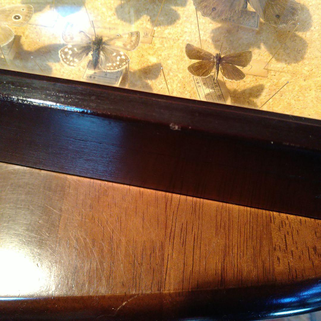 蝶の標本 木製箱(ガラス)52✕42✕6cm