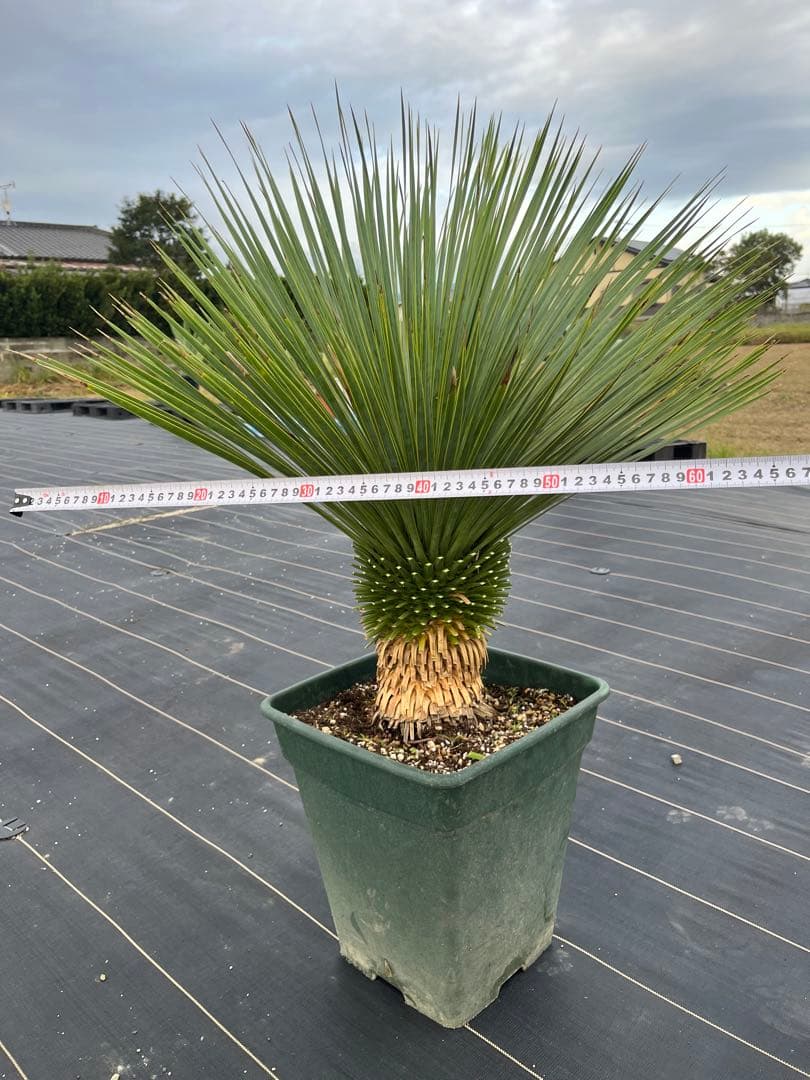 ユッカ　ロストラータ　幹上がり　15