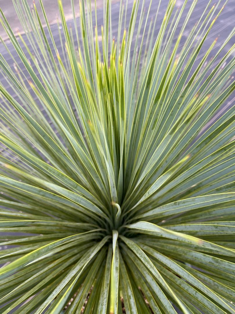 ユッカ　ロストラータ　幹上がり　15