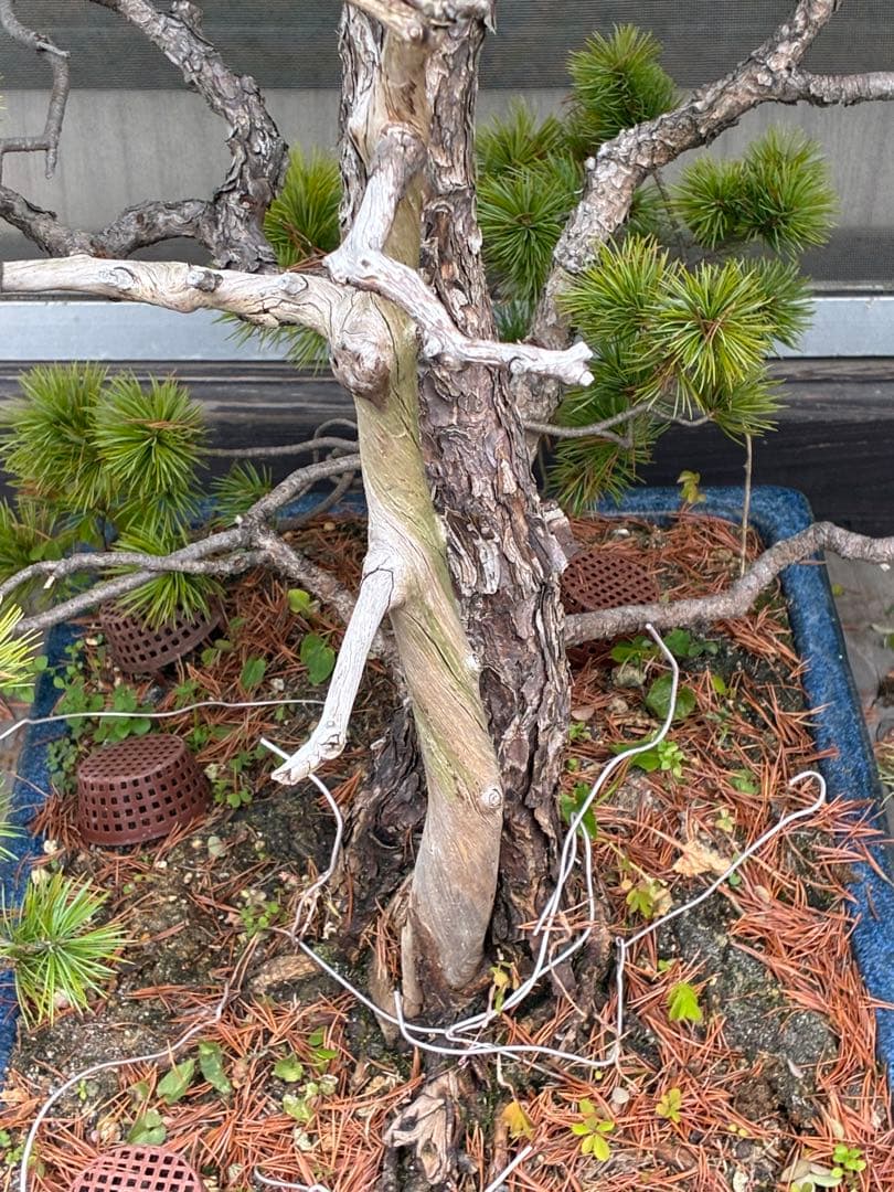 ★盆栽★ 赤石五葉松　E12- 樹齢100年以上　★愛媛県より発送★