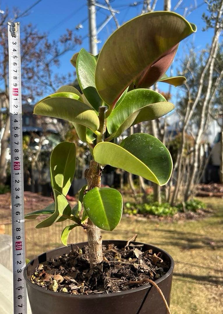 フィカス　マルコ　植物　インテリア