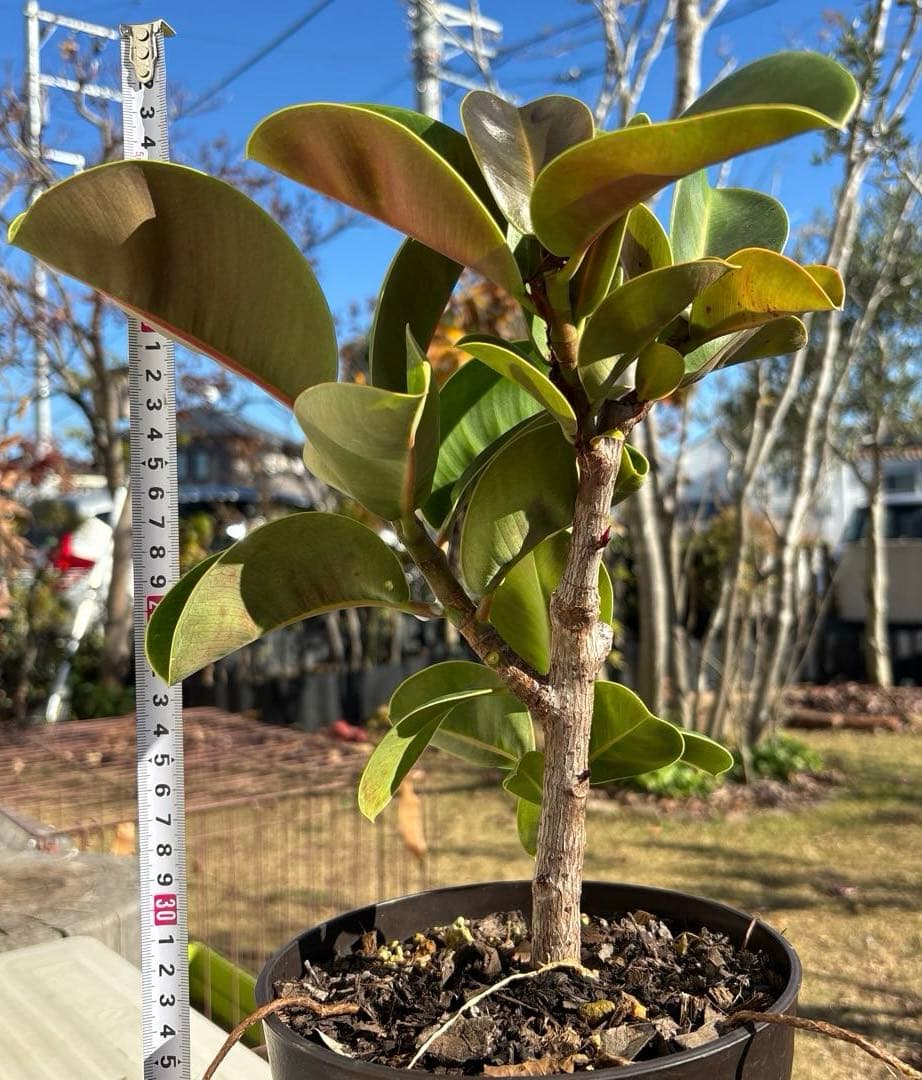 フィカス　マルコ　植物　インテリア