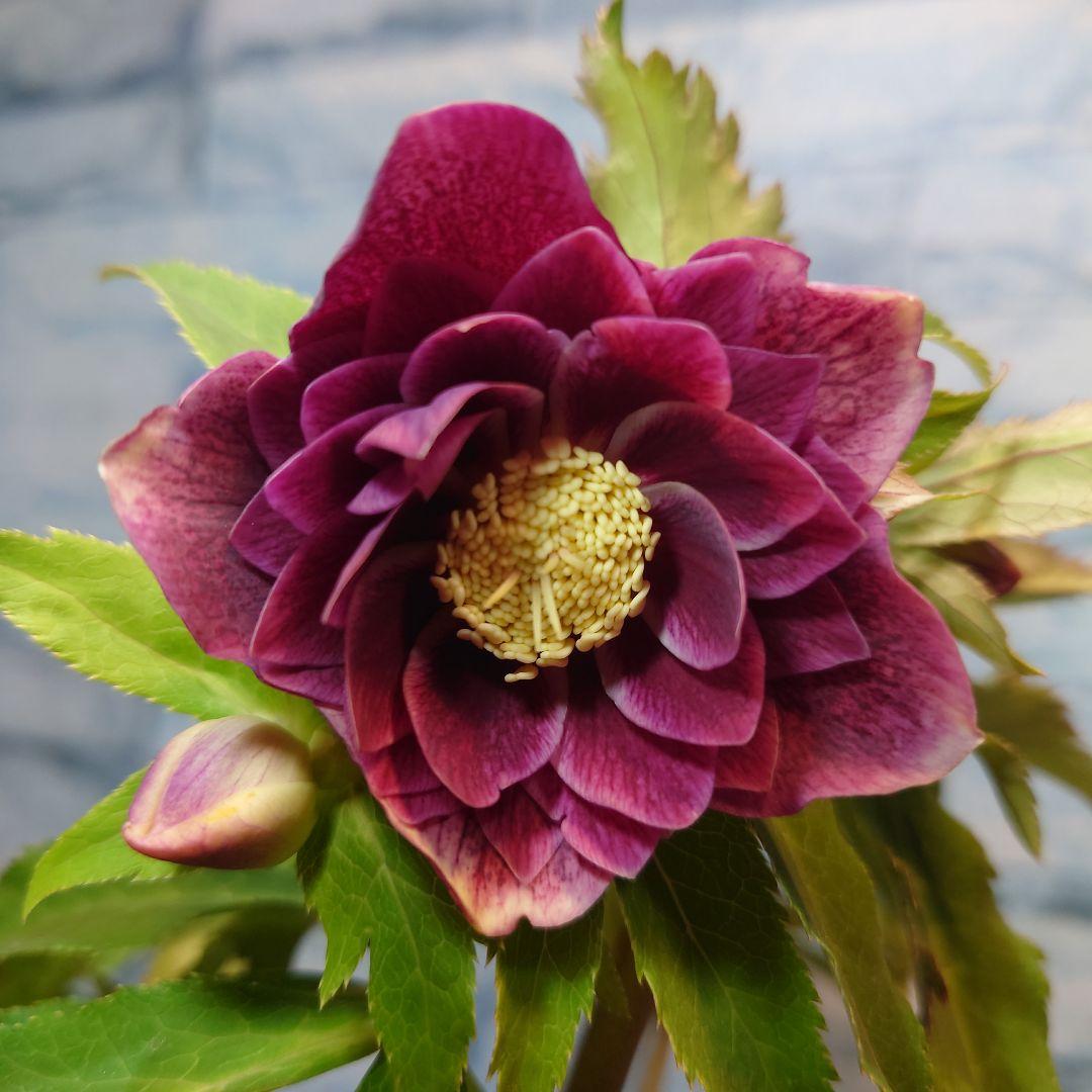 N*H様 ☀️ クリスマスローズ開花株☀️ 6号スリットポット植え ☀