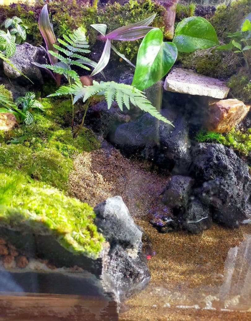 苔テラリウムケージ 水場と陸地のあるカエル・イモリ向けレイアウト（45cm水槽）