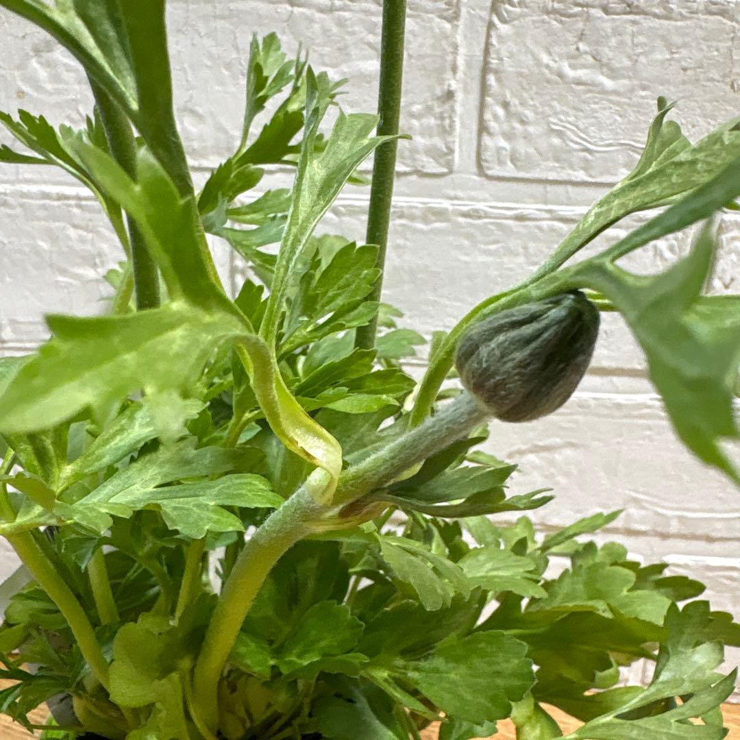 【現品】Nレア♡ラナンキュラス♡エトワール♡花苗うえた♡3.5号♡メルカリ便