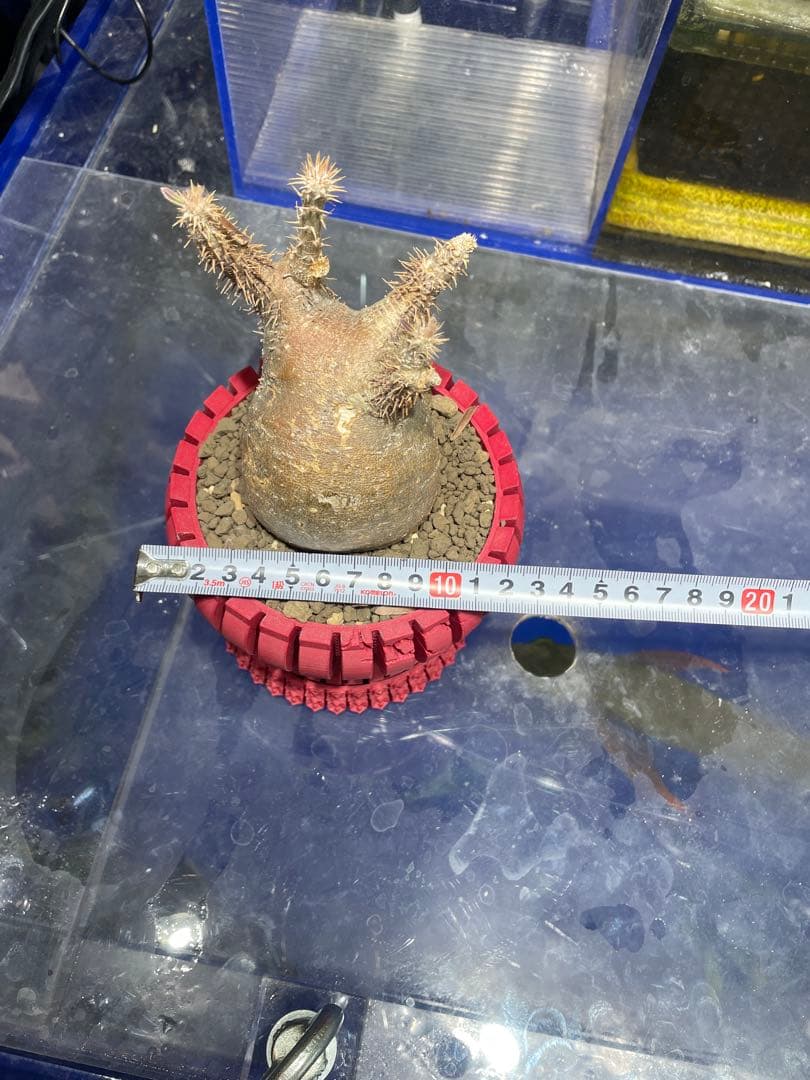 グラキリス現地球発根済み+3Dプリンター鉢