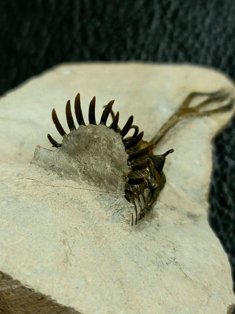 超美麗！三葉虫【Walliserops trifurcatus】化石 モロッコ