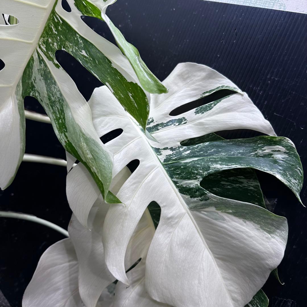 ま*さ様 斑入りモンステラ ホワイトタイガー極美大株62cm白斑多