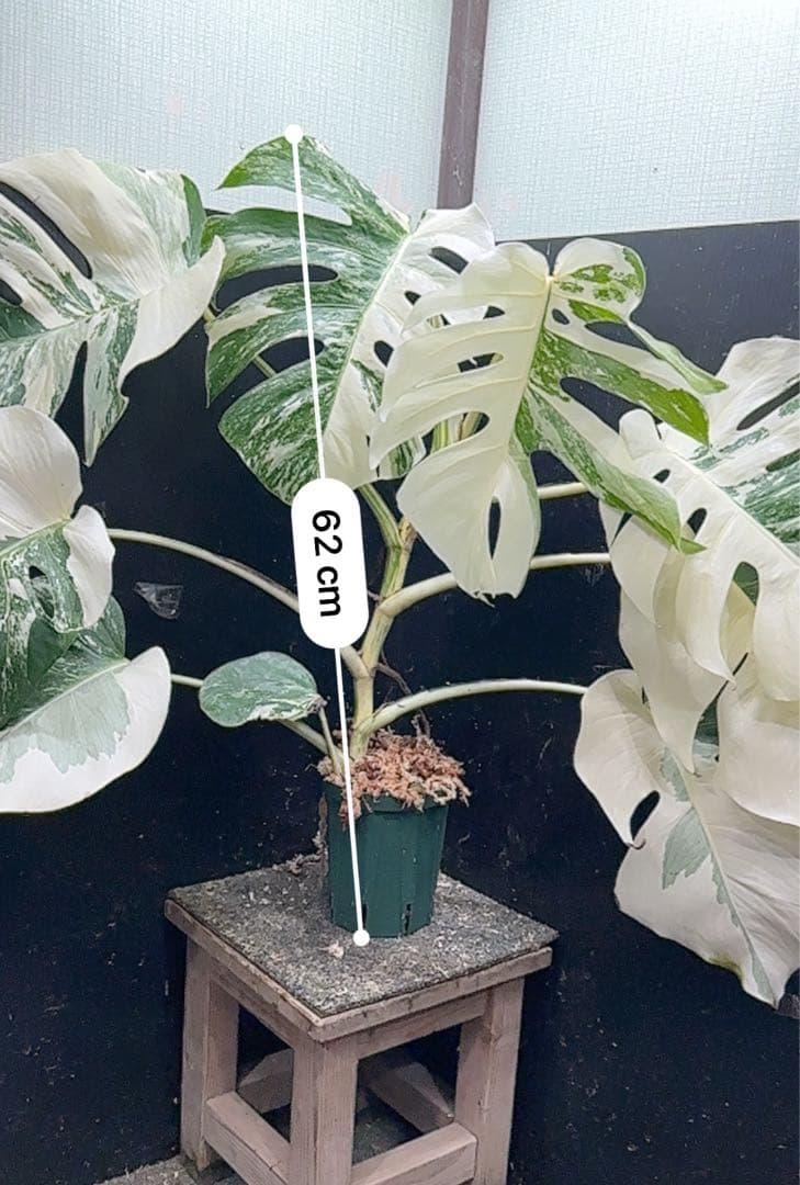 ま*さ様 斑入りモンステラ ホワイトタイガー極美大株62cm白斑多