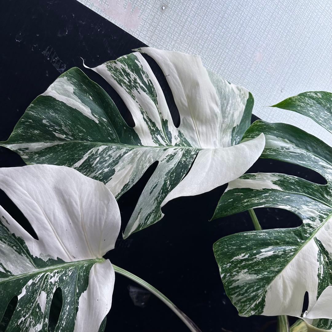 ま*さ様 斑入りモンステラ ホワイトタイガー極美大株62cm白斑多