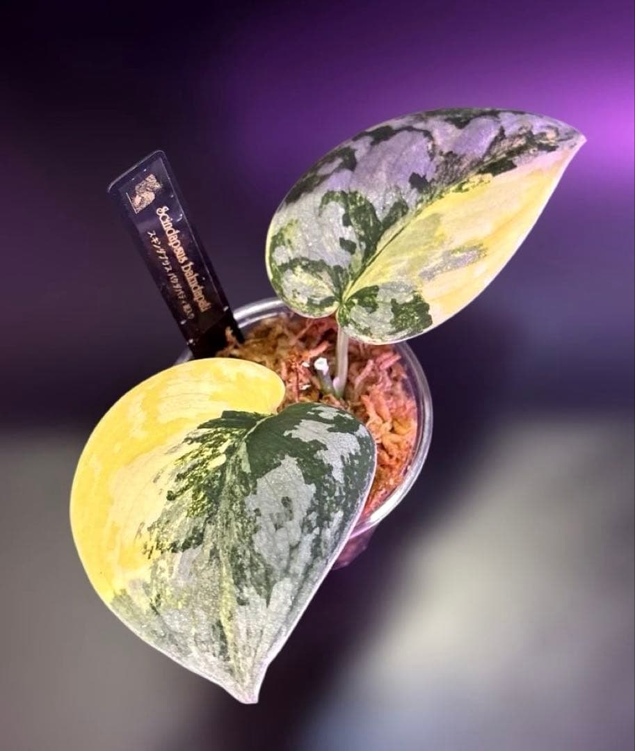 スキンダプサス　綺麗な　セット　F1