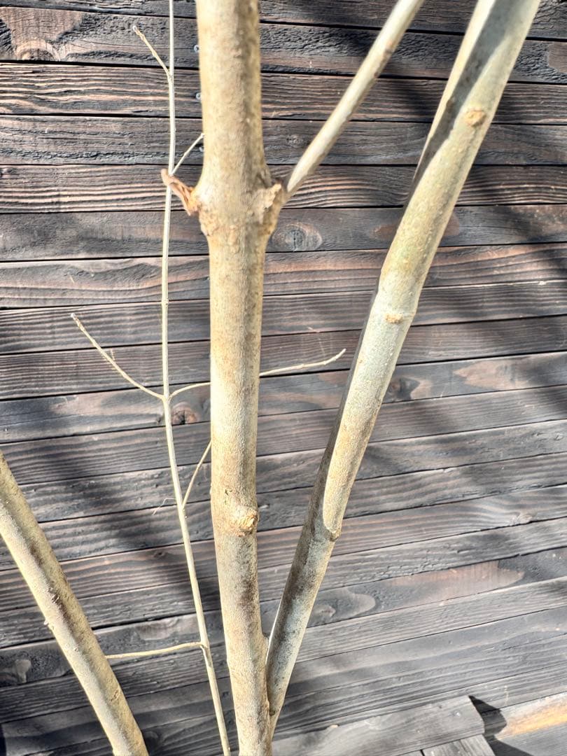 アオダモ/株立ち/自生山採り【現品発送】管理80017