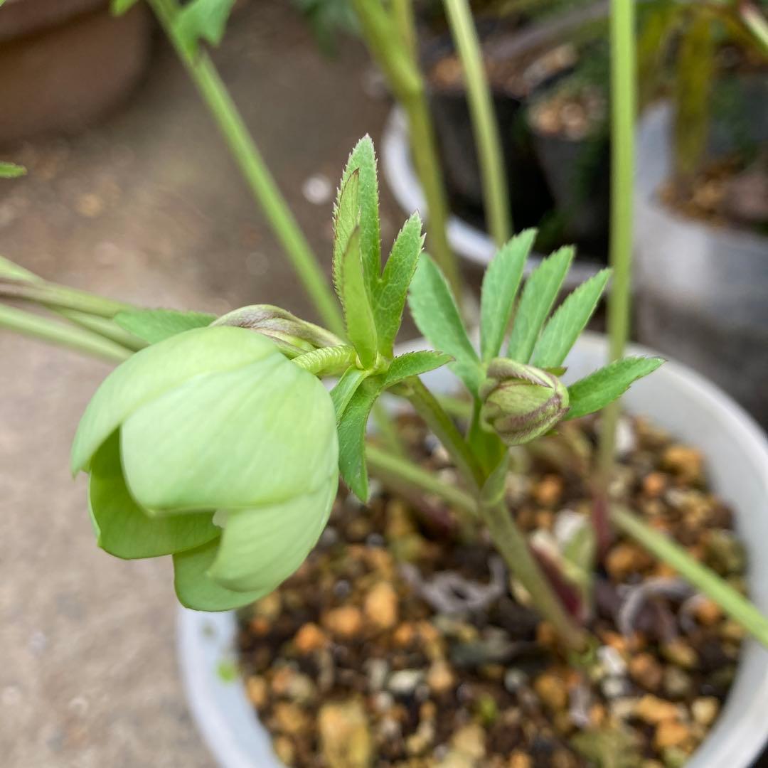 クリスマスローズ　小輪緑　株分け前提