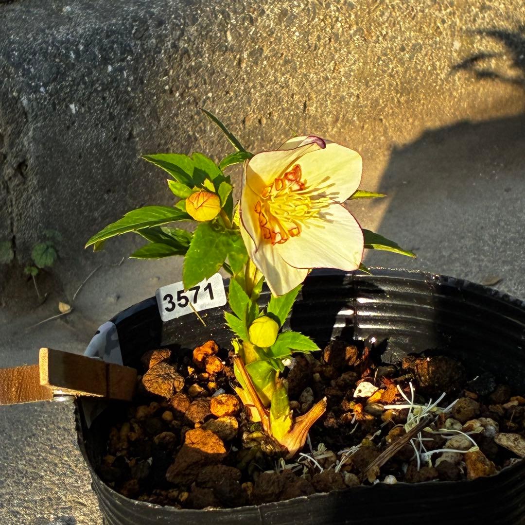 ヘ*6様 571☘️花蕾付☘️⭐️糸ピコSD⭐️イエローフジタ⭐️小輪⭐️オーレ