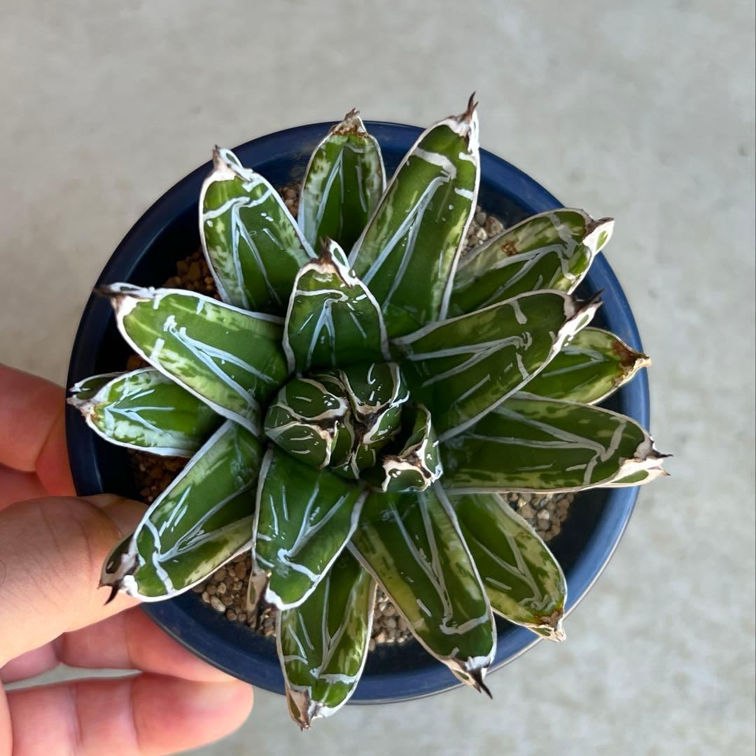 アガベ　笹の雪　極氷山　白虎斑