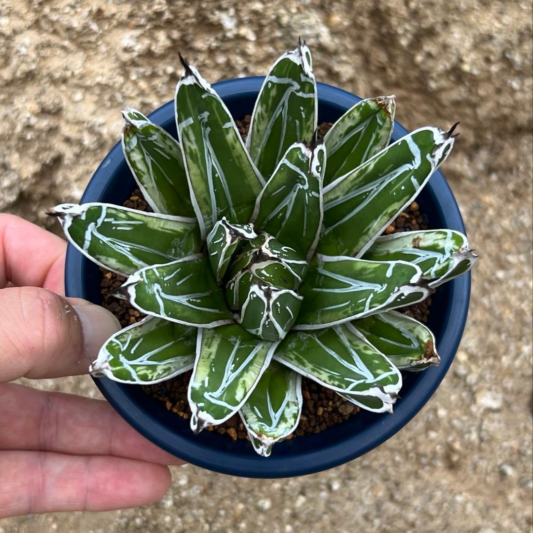 アガベ　笹の雪　極氷山　白虎斑