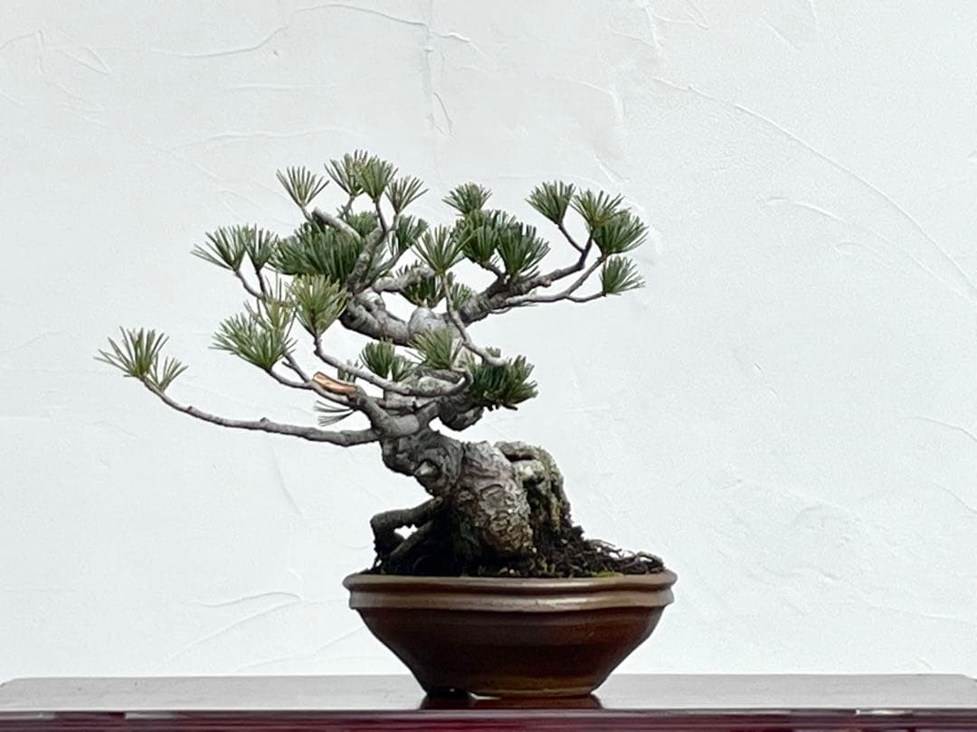 三河盆栽　五葉松　盆栽　ゴヨウ　明星　ミョウジョウ　品種物　今人気品種　古木